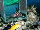 Labidochromis kipuma