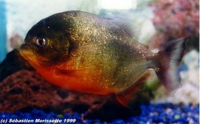piranha rouge