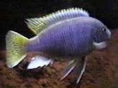 Pseudotropheus acei