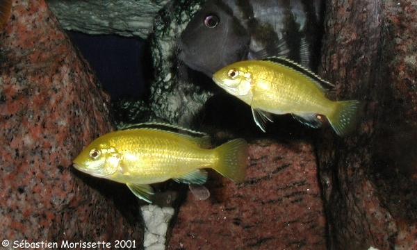 Labidochromis caeruleus