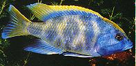 Nimbochromis venustus