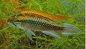 Apistogramma agassizii