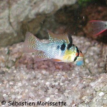 Microgeophagus ramirezi