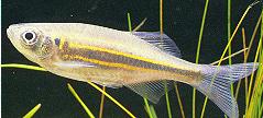 Danio aequipinnatus