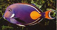 Acanthurus achille