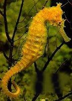 Hippocampus kuda
