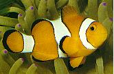 Amphiprion ocellaris