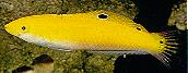 Yellow Wrasse