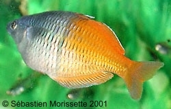 Melanotaenia boesemanni