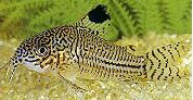 Corydoras trilineatus